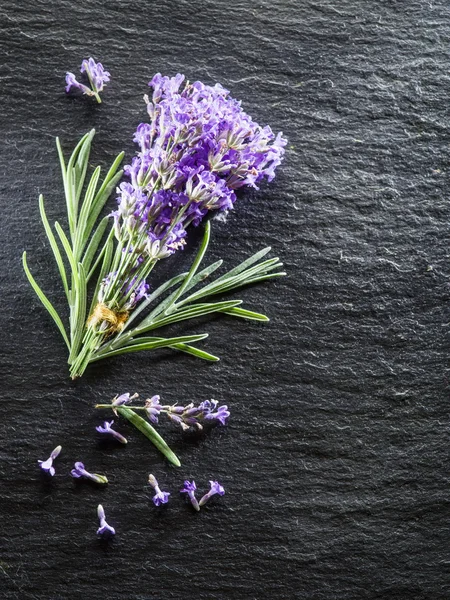 Grafit gemide lavandula veya lavanta çiçek demet. — Stok fotoğraf