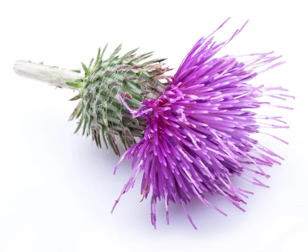 Milchdistel (Silybum) Blume isoliert auf weißem Hintergrund. — Stockfoto