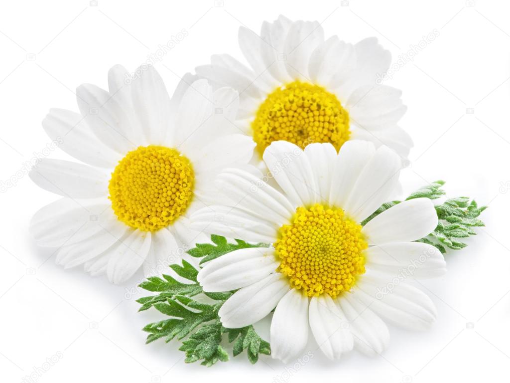 Chamomile or camomile flowers.