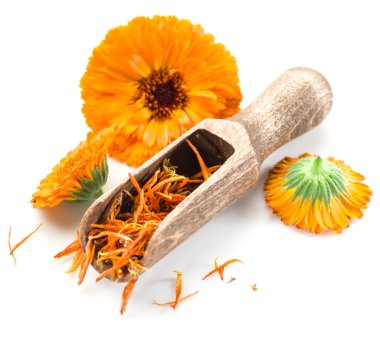 beyaz zemin üzerine Calendula çiçekler.