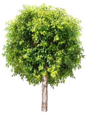 Ficus benjamina. Dosyada, kırpma yolları.