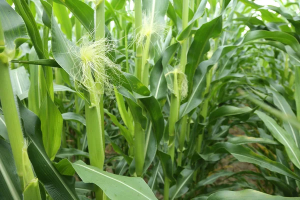 In the center of maize field. — Stock Photo, Image