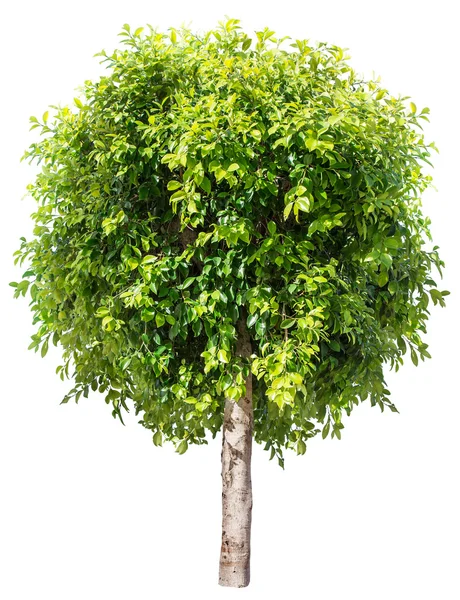 Ficus benjamina. File contains clipping paths. — Stock Photo, Image