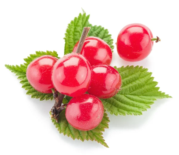 Nanking or felted cherry ftuits with leaves isolated on a white — Stock Photo, Image