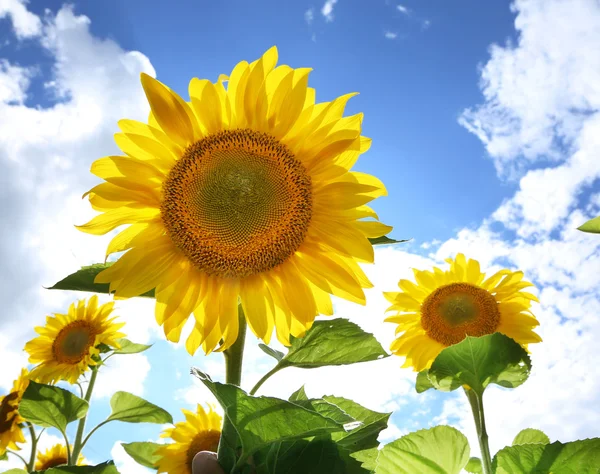 Zonnebloemen in het veld op de zonnige dag. — Stockfoto