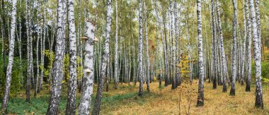 Güzel bir sonbahar huş ağacı ormanı. Sarı çimenlerin üzerinde beyaz huş ağacının renkli parlak kabuğu.