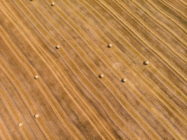 Buğday tarlasının havadan görünüşü. Ot yığınları tarımın üzerinde yatıyordu. Fotoğraf drone 'da çekildi.