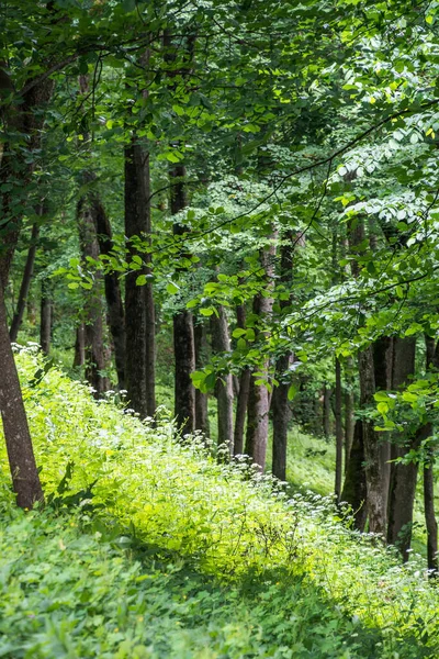 太陽の光で緑の夏の落葉樹林 — ストック写真