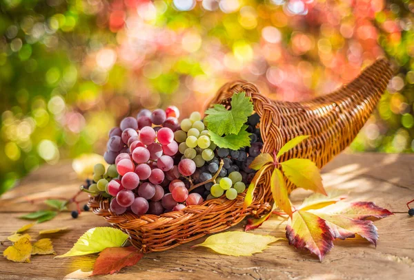 Herfst Stilleven Met Rijpe Verschillende Druivensoorten Achter Mooie Herfstbokeh — Stockfoto