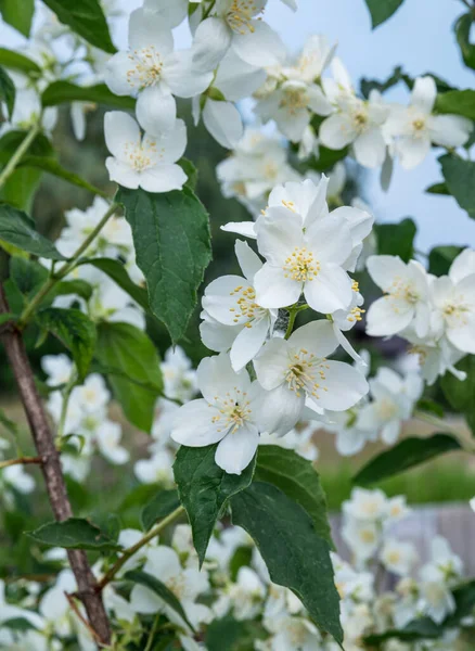 Blühender Jasminstrauch Zarte Jasminblüten Zwischen Grünen Blättern Nahaufnahme Hintergrund Natur — Stockfoto