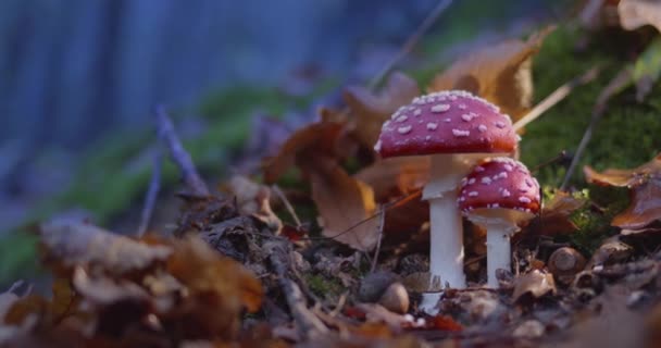 Tajemná Podzimní Muškařská Agarika Večerním Lese — Stock video