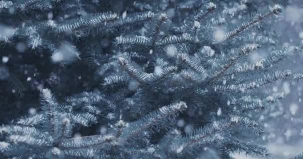Spadające Naturalne Płatki Śniegu Tle Niebieskiego Świerku Dużo Padającego Chaotycznego — Wideo stockowe