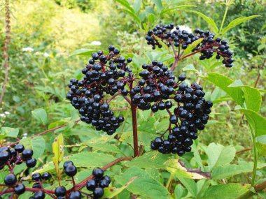 Mürver ya da Sambucus üzümleri çalıların üzerinde taze taze..
