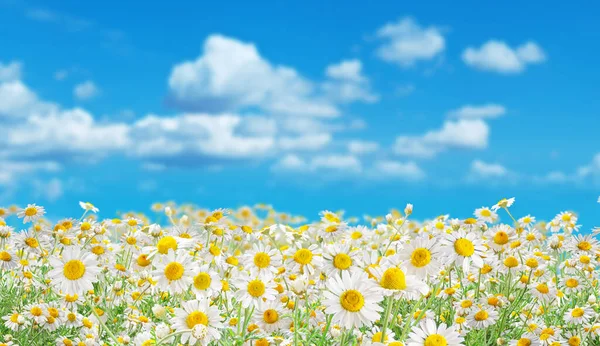 Feld Der Blühenden Blütenköpfe Der Kamille Nahaufnahme Auf Blauem Himmel — Stockfoto