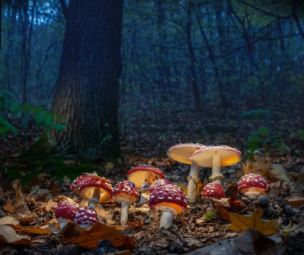 Mystieke Vliegenagarics Gloeien Een Mysterieus Donker Bos Sprookjesachtige Achtergrond Voor — Stockfoto