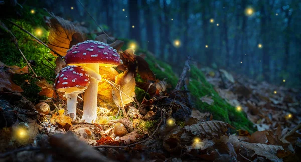 Mistyczna Mucha Agarics Świeci Tajemniczym Ciemnym Lesie Bajkowe Tło Halloween — Zdjęcie stockowe