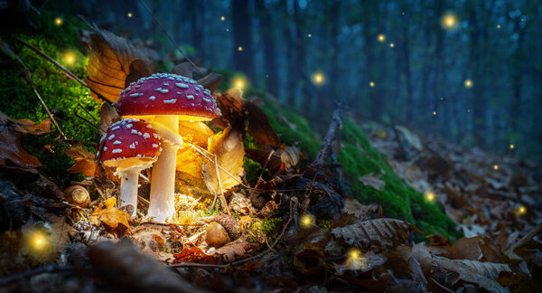 Mystical fly agarics glow in a mysterious dark forest. Fairytale background for Halloween.