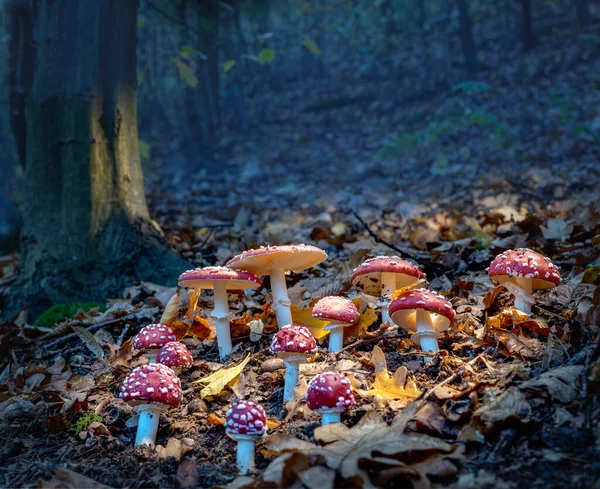 Fly agarics glow in the soft evening light.