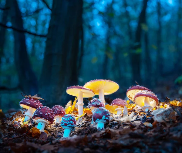 Tajemná Muškařská Agarika Září Tajemném Temném Lese Pohádkové Pozadí Pro — Stock fotografie