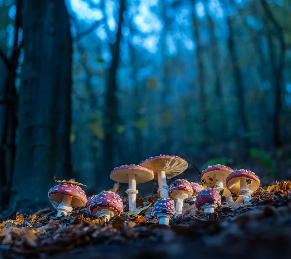 Fly Agarics Glow Soft Evening Light — Stock Photo, Image