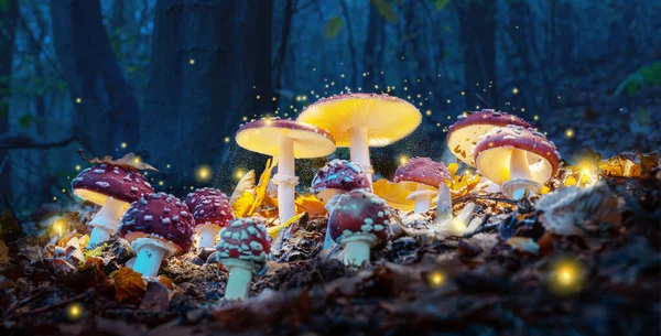 Los Místicos Agáricos Las Moscas Brillan Misterioso Bosque Oscuro Fondo — Foto de Stock