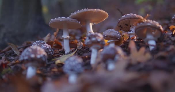 Mystical Autumn Fly Agarics Evening Forest Many Fireflies Flying Fairytale — Stock Video