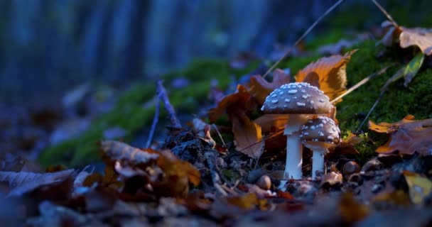 Agarics Mystiques Mouches Automne Dans Forêt Soir Beaucoup Lucioles Volent — Video