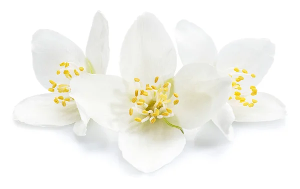 白い背景に孤立したジャスミンの花を咲かせます ジャスミンの花びらと雄蕊のマクロ写真 — ストック写真
