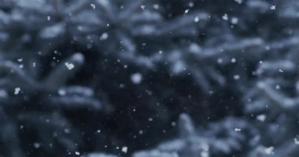 Caída Copos Nieve Naturales Contra Fondo Abeto Azul Una Gran — Vídeo de stock