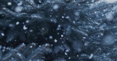 Mavi ladin dallarının arka planına rastgele kar yağar. Blackmagic Sineması Kamera 6K.