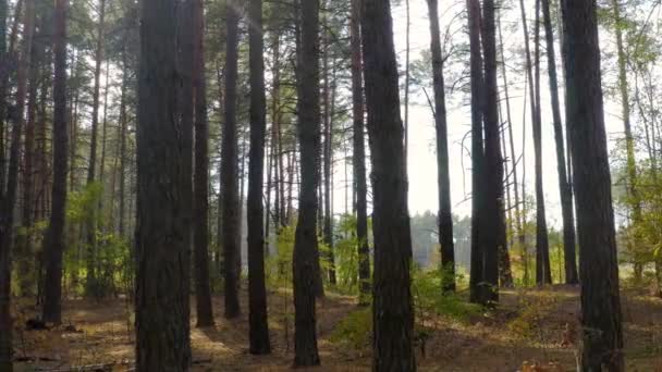在阳光明媚的日子里 松林里的季节从秋天变到冬天 摄影机沿森林线横向缓慢运动 — 图库视频影像