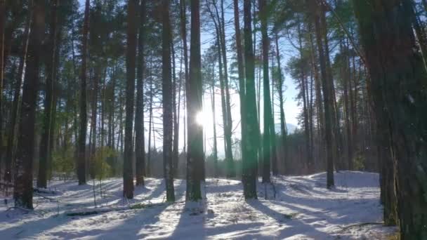 Seitwärtsbewegung Einem Wunderschönen Winter Tannenwald Mit Fallendem Schnee Drohnenaufnahmen — Stockvideo
