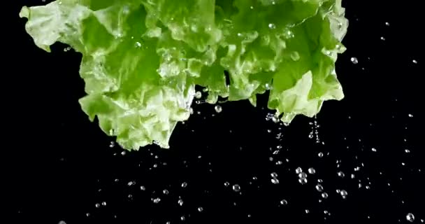 Las Hojas Lechuga Verde Con Gotas Agua Mueven Cámara Lenta — Vídeo de stock