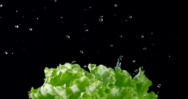 带有水滴的绿色莴苣叶子在黑色背景上缓慢运动 黑魔法Ursa Pro 300 Fps — 图库视频影像