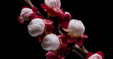 Bahar çiçekleri. Kayısıda kayısı çiçekleri siyah arka planda dallar açar, saat yönünde dönerler.