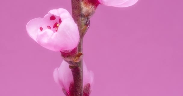 春の花 アプリコットの枝にアプリコットの花がピンクの背景に咲きます — ストック動画