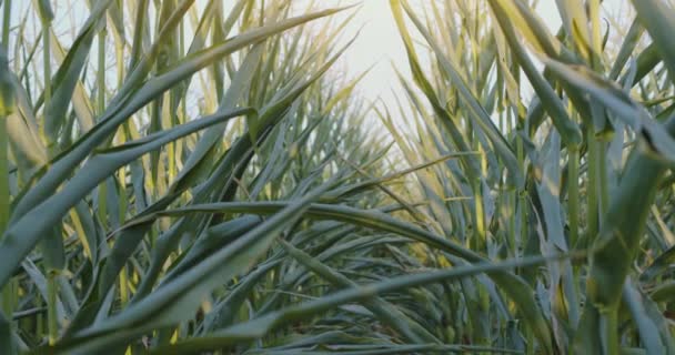 Campo Con Arbustos Maíz Crecimiento Desde Interior Cálida Luz Del — Vídeos de Stock