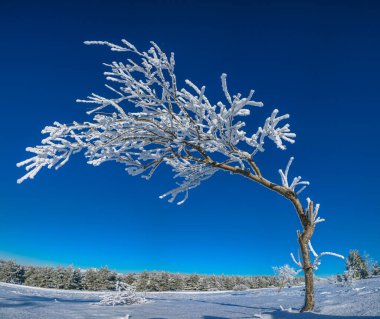 Mavi gökyüzü arka planında çok güzel donmuş bir ağaç. Arka planda karla kaplı fidan ağaçları.