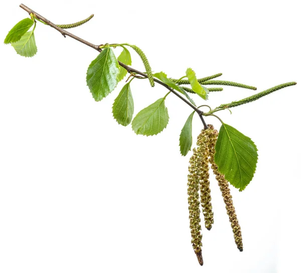 Groene Berk Tak Witte Achtergrond Symbool Van Berkenboom Die Veel — Stockfoto