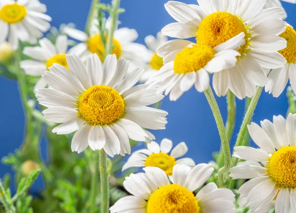 Blühende Blütenköpfe Aus Kamille Nahaufnahme Auf Blauem Himmel Hintergrund — Stockfoto