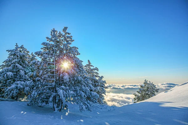 モミの枝の間に輝く雪と太陽に覆われたモミの木 美しい冬の背景 — ストック写真