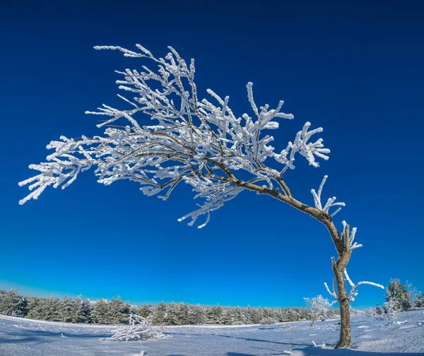 蓝天背景上美丽的冻树 背景上覆盖着雪的冷杉树 — 图库照片