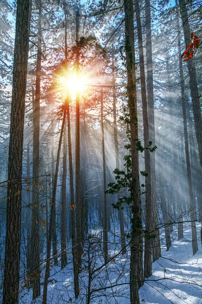 冬の森の木々の間に太陽が輝いている — ストック写真
