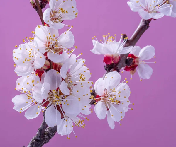 Blooming Apricot Branch Pink Background Symbol Life Beginning Awakening Nature — Stock Photo, Image