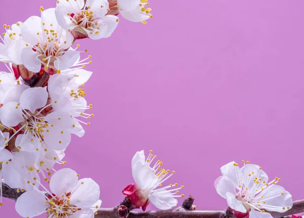 Blooming Apricot Branch Pink Background Symbol Life Beginning Awakening Nature — Stock Photo, Image