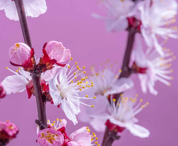 Kvetoucí Meruňková Větev Růžovém Pozadí Symbol Počátku Života Probuzení Přírody — Stock fotografie