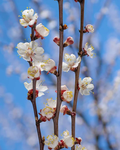 Blooming Apricot Branch Blue Background Symbol Life Beginning Awakening Nature — Stock Photo, Image