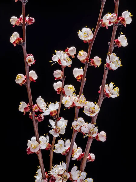 Blooming Apricot Branch Black Background Symbol Life Beginning Awakening Nature — Stock Photo, Image