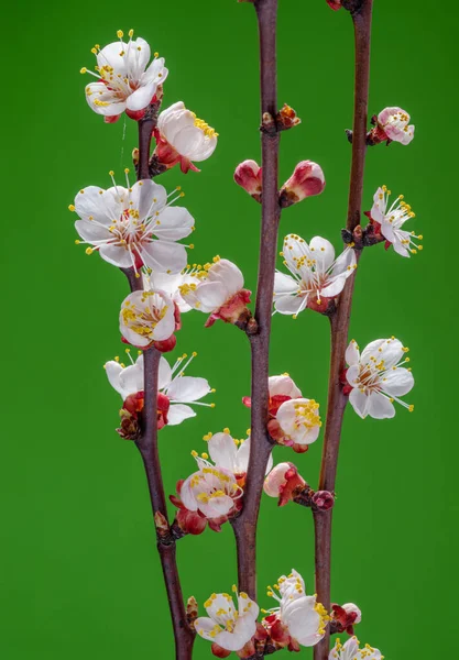 Kvetoucí Meruňková Větev Zeleném Pozadí Symbol Počátku Života Probuzení Přírody — Stock fotografie