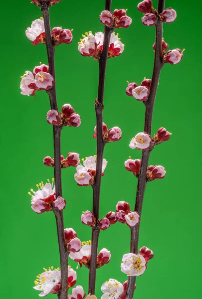 Kvetoucí Meruňková Větev Zeleném Pozadí Symbol Počátku Života Probuzení Přírody — Stock fotografie
